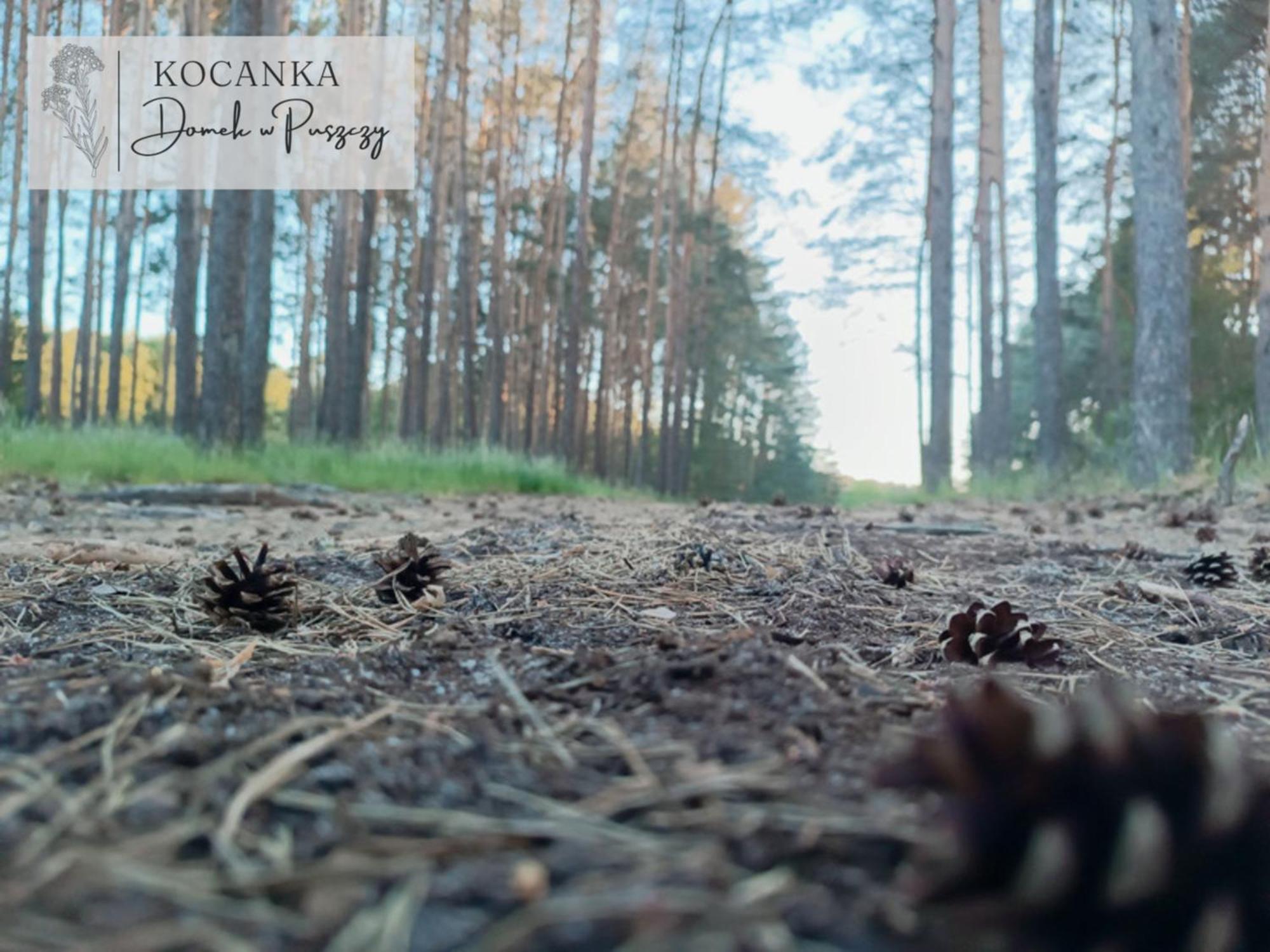 Domek W Puszczy ,,Kocanka" Mezyk エクステリア 写真